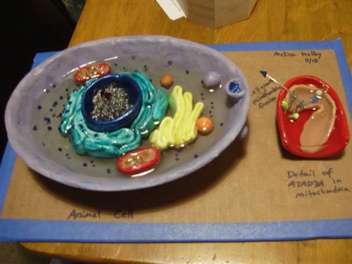 edible plant cell model